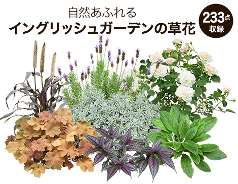 【BEST素材】自然あふれるイングリッシュガーデンの草花