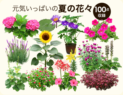 【BEST素材】夏の花