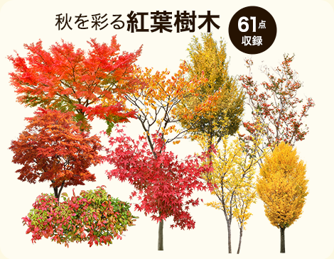 【BEST素材】秋を彩る紅葉樹木