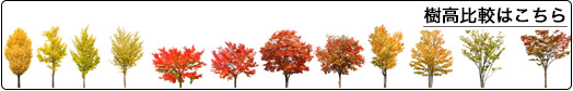秋を彩る紅葉樹木の樹高比較