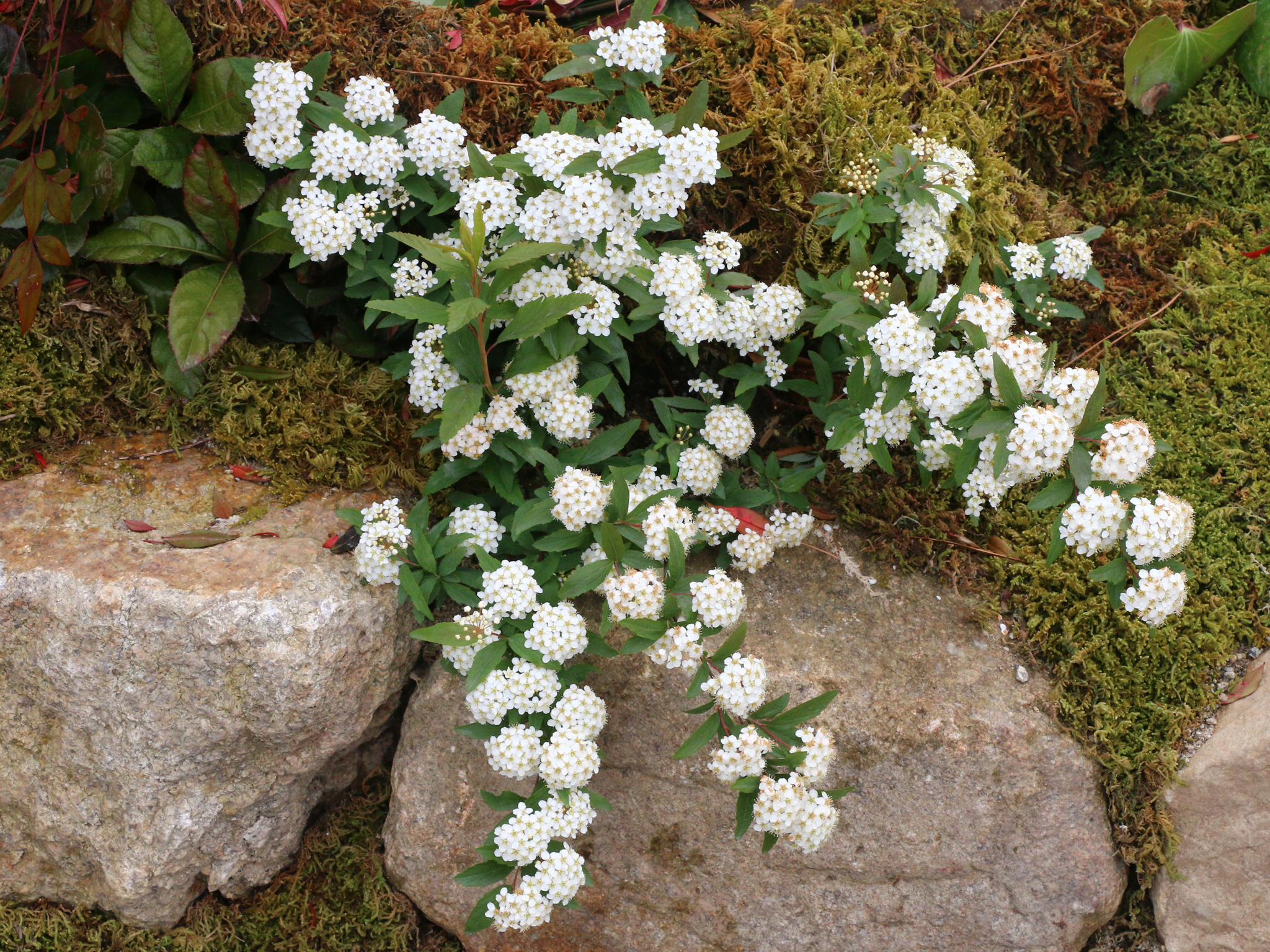 コデマリ 小手毬 植栽計画で使える樹木 花 家庭菜園 プロの写真家が撮影したフリー写真 商用利用可