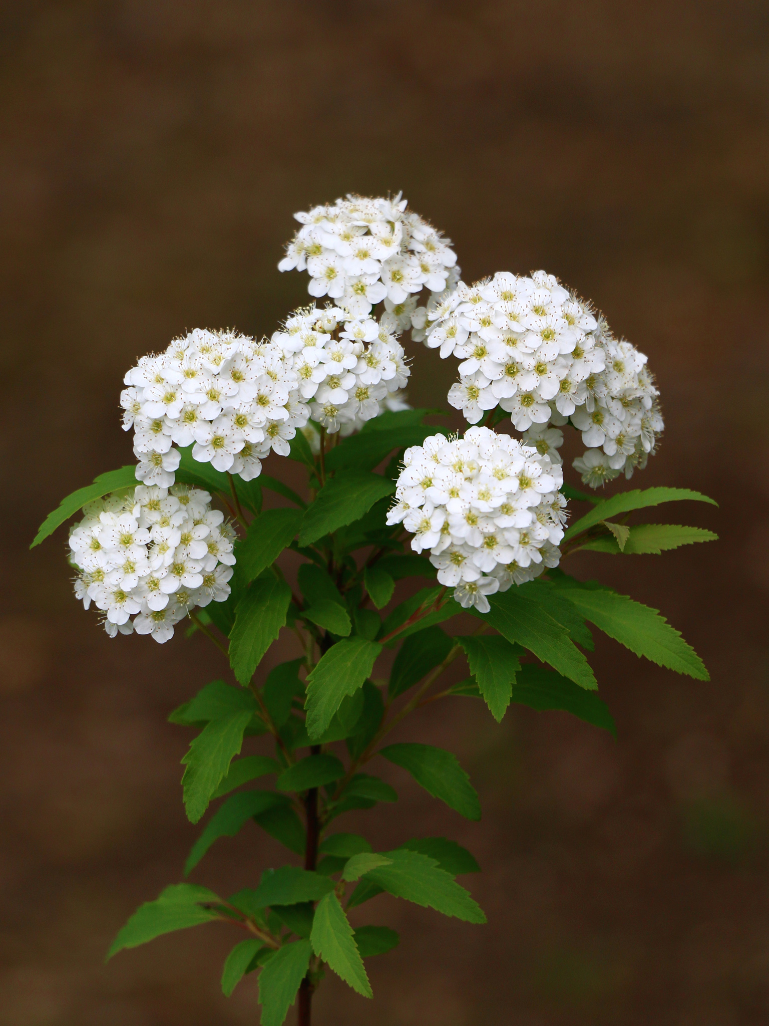 コデマリ(小手毬) 植栽計画で使える樹木・花・家庭菜園 プロの写真家が