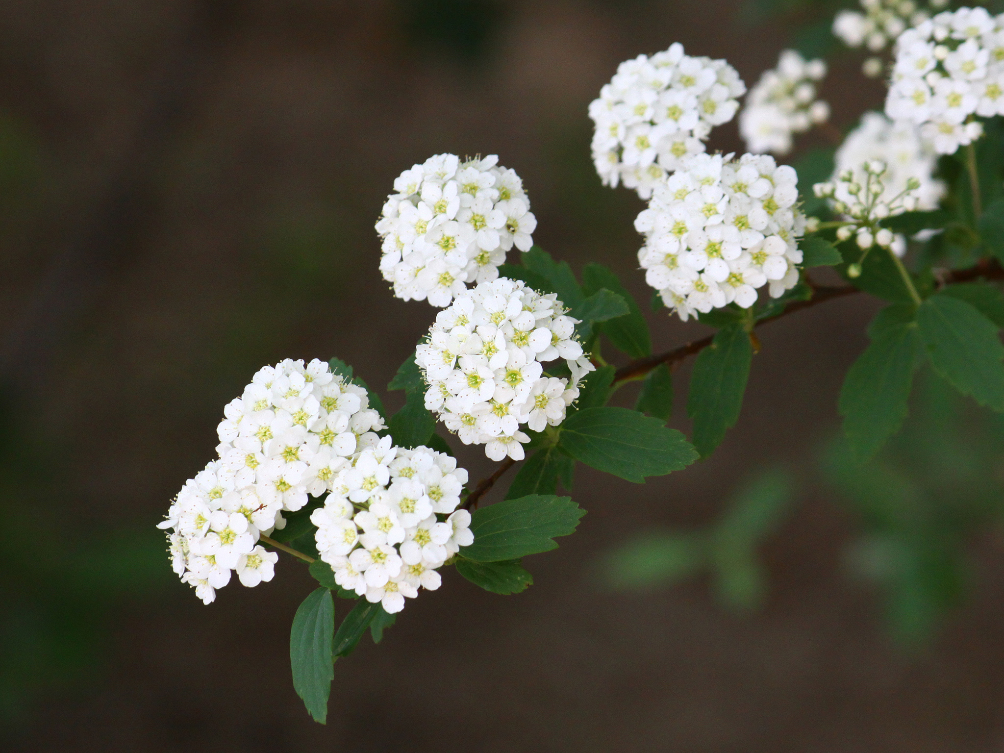 コデマリ(小手毬) 植栽計画で使える樹木・花・家庭菜園 プロの写真家が